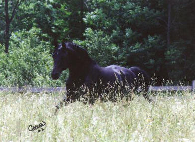 Errill_meadow